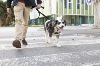 Cropped unrecognizable man crossing a city street with his leashed dog. The dog looks directly at