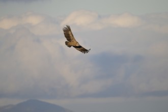 A griffon vulture gracefully glides through the sky, its wings extended wide against a backdrop of