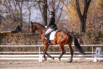 A female teenager in classical dressage attire rides a majestic brown horse, focusing intently on