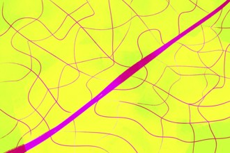 This abstract illustration features vibrant yellow and pink hues with dynamic, intersecting lines