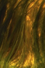 The Riotinto River in Huelva, Spain exhibits a mesmerizing blend of vivid orange and green hues Its