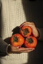 A woman hands gently cradle three ripe persimmons against a textured, cozy sweater background. The