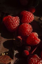 Close up of fresh raspberries resting on a dark, rustic background, garnished with autumn leaves.