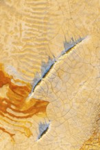 Aerial view of cracked mud in vibrant hues, showcasing an abstract pattern of orange, blue, and