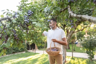 A man picks ripe plums from a tree, holding a wicker basket in a sunlit garden. The scene captures