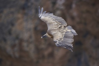 A griffon vulture soaring gracefully above rugged rocky cliffs, its expansive wings and intricate
