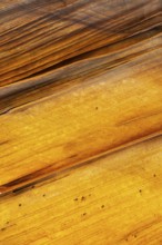 Close-up shot highlighting the natural, golden hues and striped pattern of golden desert sandstone.