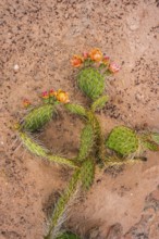 A colorful cactus blooms with vibrant orange flowers against a background of sandy soil in Coyote