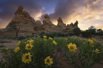 Stunning landscape image of Coyote Buttes in the Paria Canyon-Vermilion Cliffs Wilderness, Arizona,