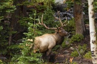 A powerful, full-antlered elk stands amid the verdant wilderness of Colorado, showcasing the