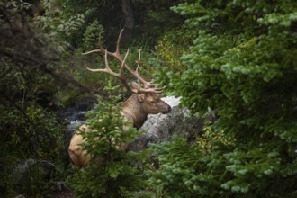 Majestic elk with impressive antlers rests by a creek, surrounded by dense foliage in the serene