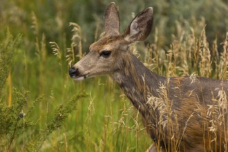 A close-up photograph capturing a mule deer standing amidst tall, sunlit grasses in Colorado,