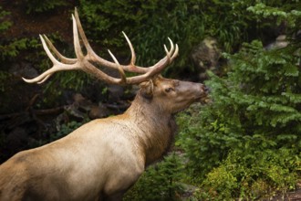 An impressive elk stands amidst vibrant green foliage in a Colorado forest, with striking antlers