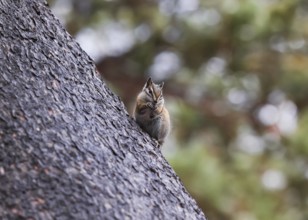 A cute chipmunk snacks on seeds while perched on the rough bark of a large tree in a lush Colorado