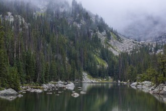 A tranquil mountain lake in Colorado, shrouded in mist, nestled within dense, towering pine forests
