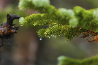 Detailed close-up shot of dew-laden evergreen branches, showcasing a mixture of vibrant green and