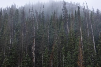 A serene view of tall conifer trees shrouded in mist at the Rocky Mountain National Park in
