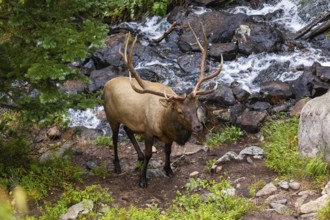 Majestic elk with large antlers stands by a rocky stream in a Colorado forest setting, showcasing