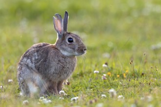 A large tear in the ear suggests that serious fights can occur between wild rabbits (Oryctolagus
