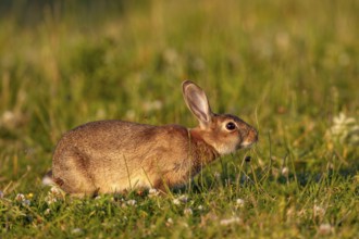 In the warm light of the evening sun, a wild rabbit (Oryctolagus cuniculus) searches for food in a