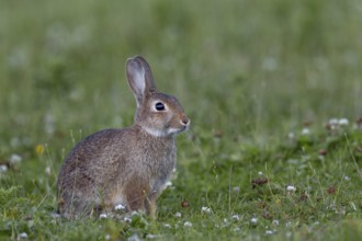 With increasing age, the young wild rabbit (Oryctolagus cuniculus) becomes more and more