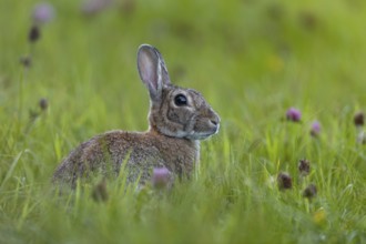A few minutes ago, the wild rabbit (Oryctolagus cuniculus) left the safe cover of a hedge, Germany