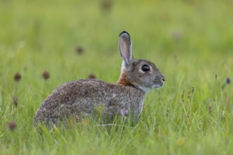 A wild rabbit (Oryctolagus cuniculus) secures attention, Germany