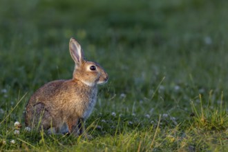 The young wild rabbit (Oryctolagus cuniculus) can still enjoy the warming sun, but in a few minutes