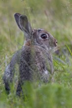 A strong wild rabbit buck (Oryctolagus cuniculus) in a meadow with fresh wild herbs, Germany