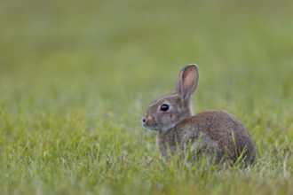 A wild rabbit (Oryctolagus cuniculus) young secures attention, Germany