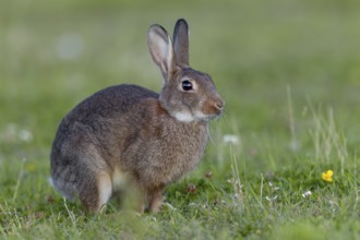 Wild rabbits (Oryctolagus cuniculus) with such immaculate fur are rarely seen, Germany