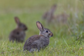 Wild rabbits (Oryctolagus cuniculus) young animals secure attentively, Germany