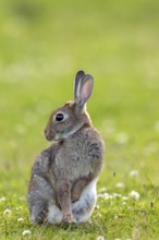 A wild rabbit (Oryctolagus cuniculus) grooming its fur, Germany