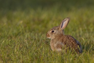 In the warm light of the evening sun, a young wild rabbit (Oryctolagus cuniculus) sits relaxed in a