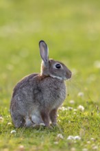 A wild rabbit (Oryctolagus cuniculus) sits relaxed in a meadow, Germany