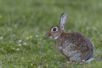 Vigilance is life insurance for wild rabbits (Oryctolagus cuniculus) because they have many