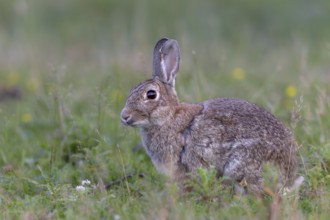 At dusk, the older wild rabbits (Oryctolagus cuniculus) come to the grazing areas, Germany