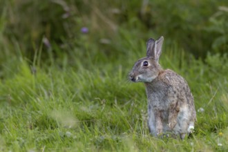 The wild rabbit (Oryctolagus cuniculus) seems to be particularly fond of this one blade of grass,