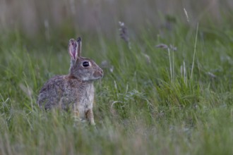 The spoons of older wild rabbits (Oryctolagus cuniculus) in particular often show their age,
