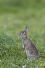 The young wild rabbit (Oryctolagus cuniculus) has stood upright to get a better overview, young