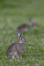 While the young wild rabbit (Oryctolagus cuniculus) secures itself, others can devote themselves to