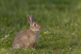 A young wild rabbit (Oryctolagus cuniculus) in the evening in a meadow, young animal, animal