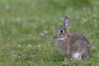 An adult wild rabbit (Oryctolagus cuniculus) in the early evening in a meadow with an injury in the