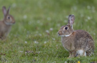 A wild rabbit (Oryctolagus cuniculus) cautiously approaches an adult buck, Germany