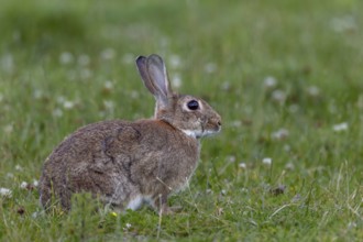 An adult wild rabbit (Oryctolagus cuniculus) in a meadow in the early evening, Germany