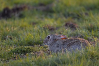 Similar to a field hare, wild rabbits (Oryctolagus cuniculus) press themselves to the ground in