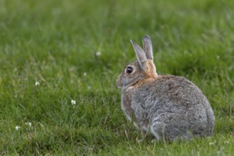 After grooming, the wild rabbit (Oryctolagus cuniculus) sits relaxed but always alert in the