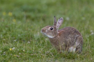 A wild rabbit (Oryctolagus cuniculus) buck marks its territory with the submandibular gland located