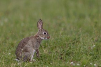 Wild rabbits (Oryctolagus cuniculus) Young animals forage independently a few weeks after birth,