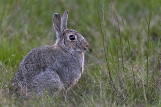 In the evening, an adult wild rabbit (Oryctolagus cuniculus) appears on the moor meadow, Germany